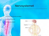 /album/nervsystemet/a6-nervsystemet-004-jpeg/
